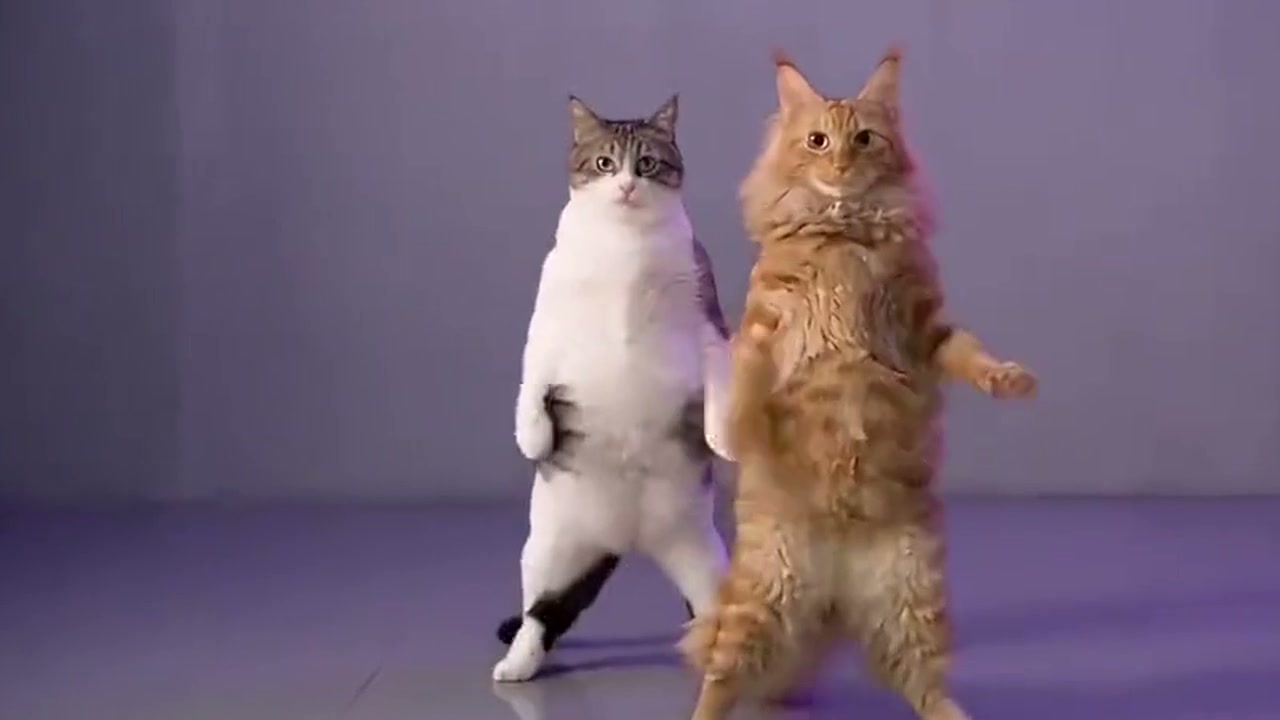 A2O MEOW. Two AI cats in a lavender studio. This is the motion guide for the pet version.