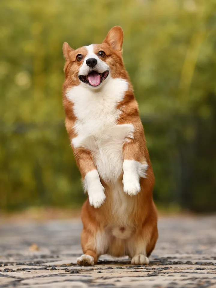 Pet