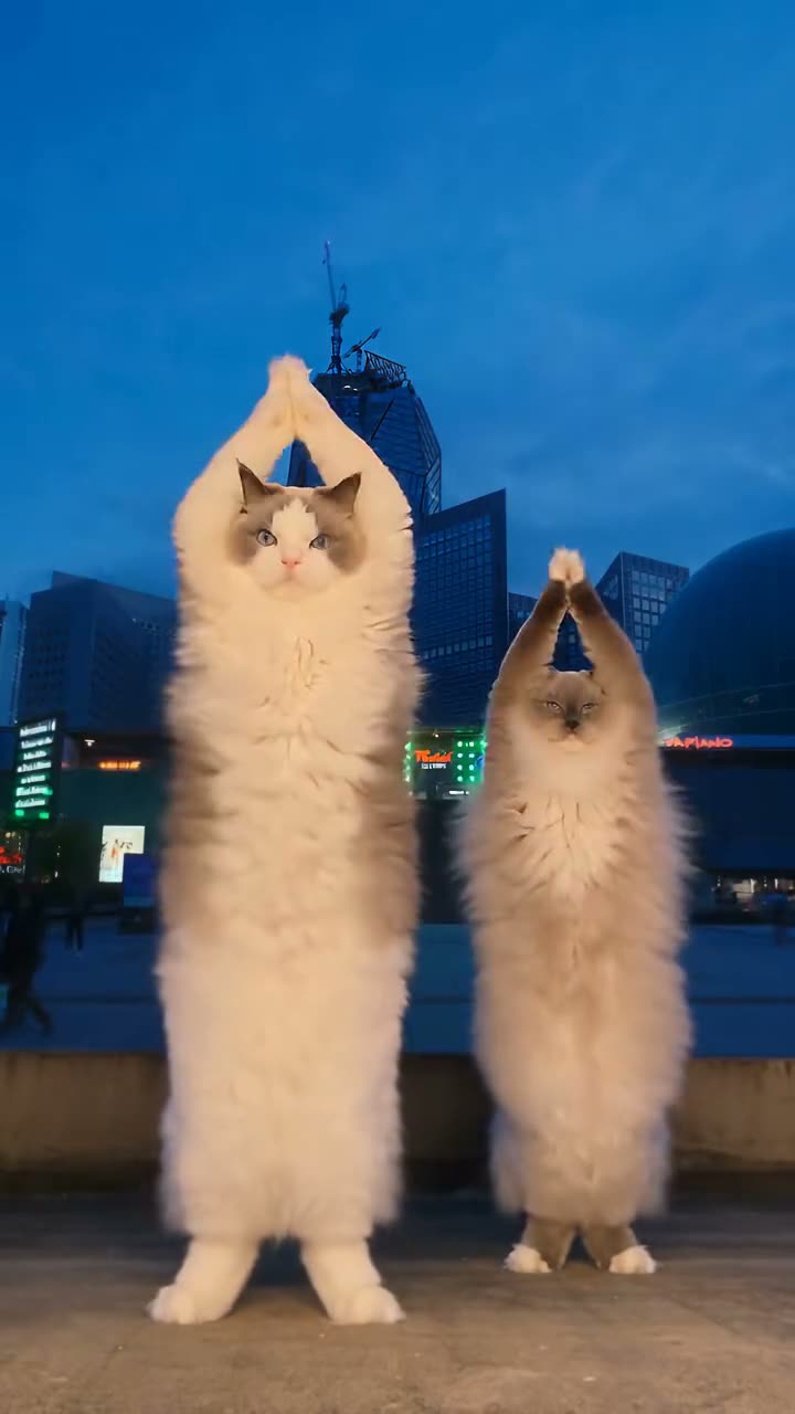 Nicole Kidman has 24 hours to respond. #nicolekidman #adela #cat #dance